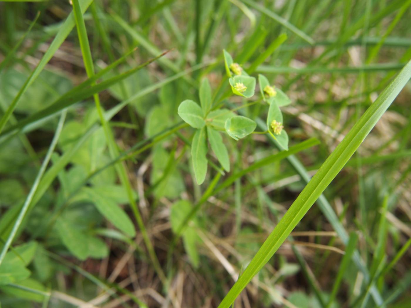Spurge, [Duval] leaf